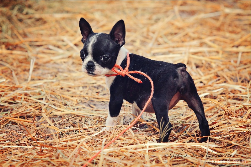 ready for her walk