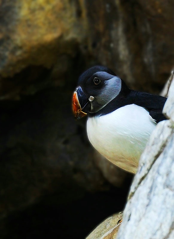 Atlantic Puffin