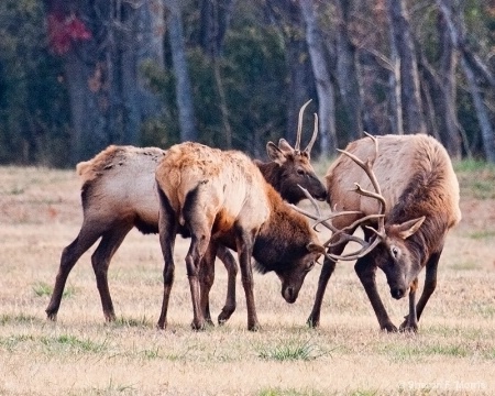 Elk Rumble