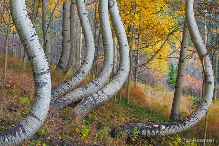 Twisted Aspens