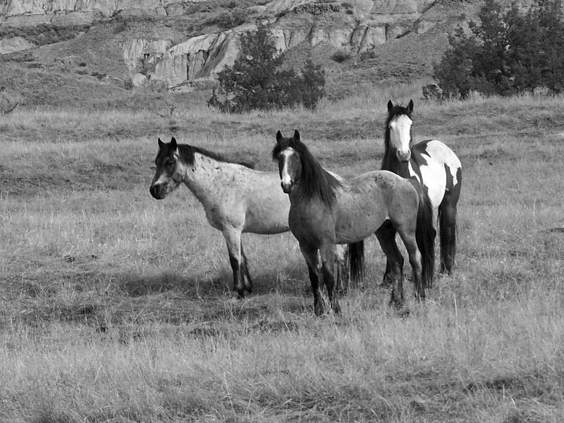 Three  Young  Stallions