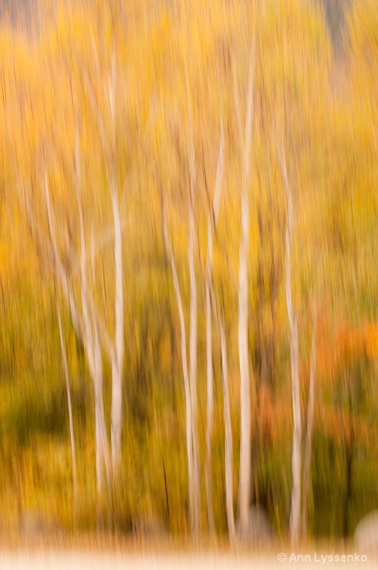 Birch Blur