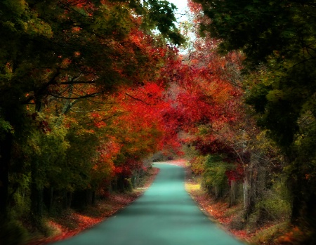 Autumn Road 
