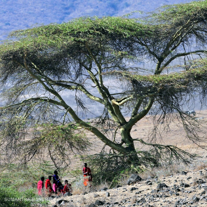  masai tribals under acacia tree  ngoron