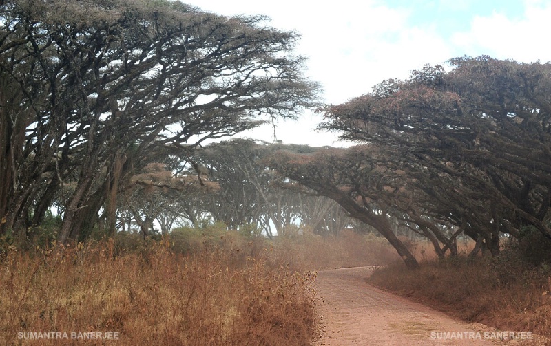  dusty safari track  ngorongoro  tanzani
