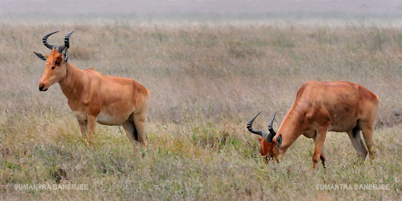  hartebeest  lake manyara  tanzania