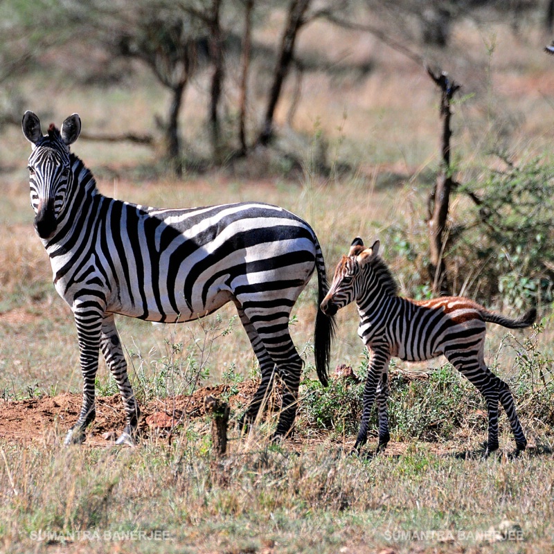  parenting  serengeti