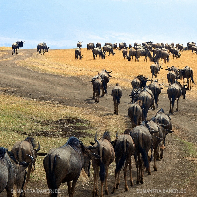 wildebeest  single file  ngorongoro crater