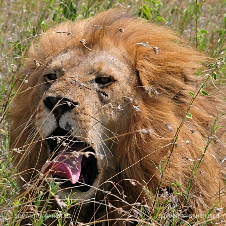  lion king serengeti