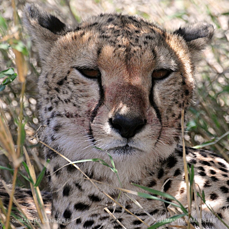  cheetah  portrait shot  serengeti