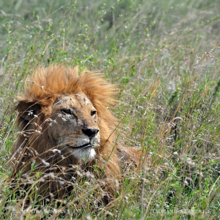  regal  serengeti nat park