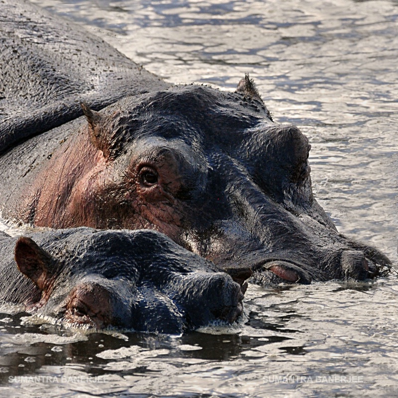 giant hippos serengeti