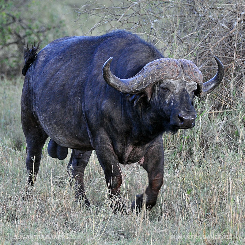  massive cape buffalo  serengeti