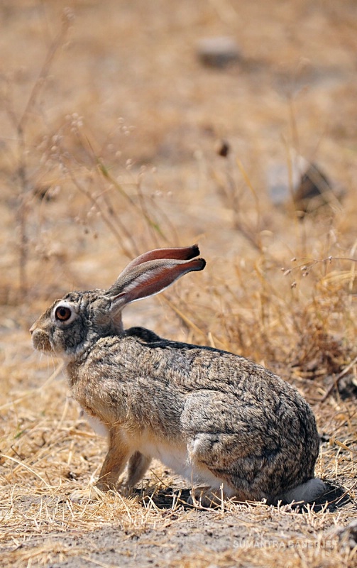  african rabbit  serengeti