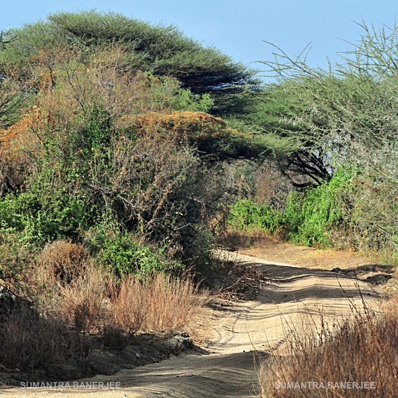  game drive at serengeti  tanzania