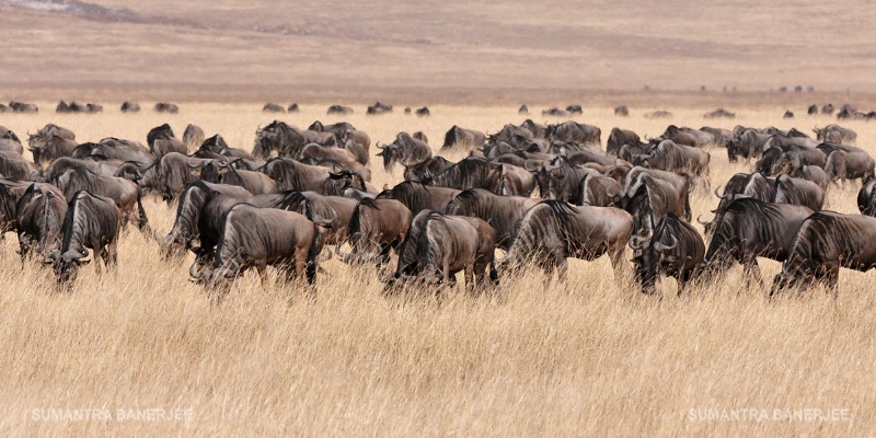   in thousands  ngorongoro crater