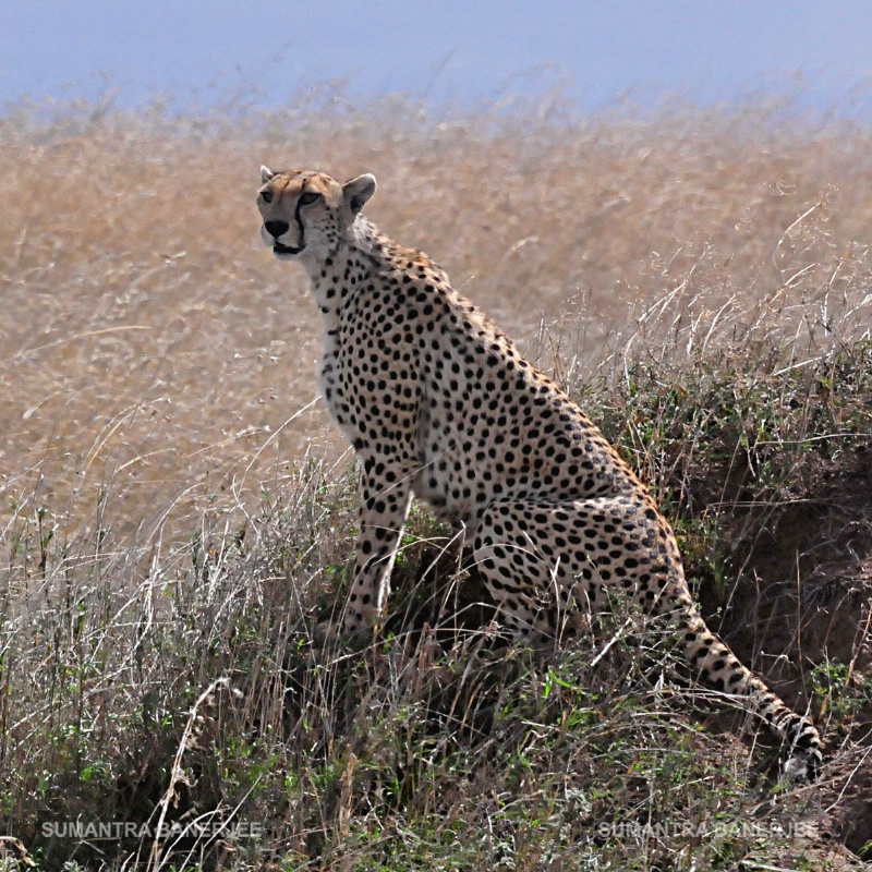  cheetah on a mound  serengeti