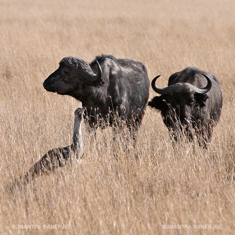  cape buffalo with kori bustard  africa