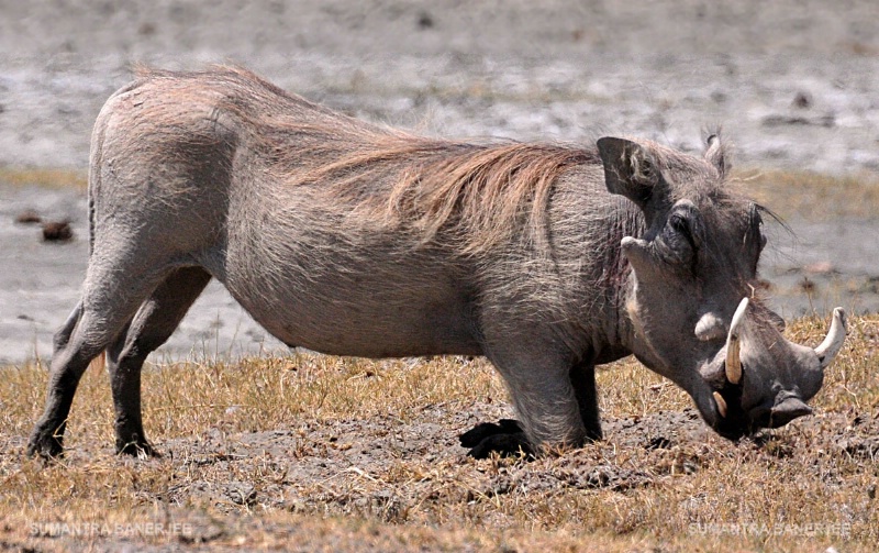  giant warthog  serengeti