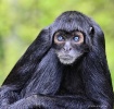 Spider Monkey