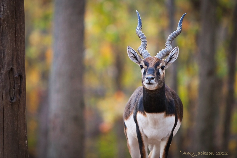 Blackbuck