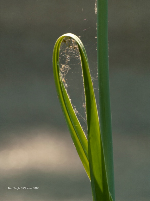 Garlic Foliage