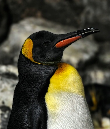  Emperor Penguin
