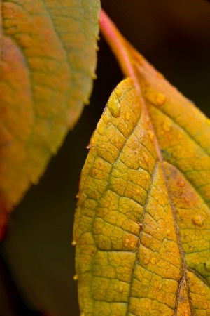 Fall Leaf