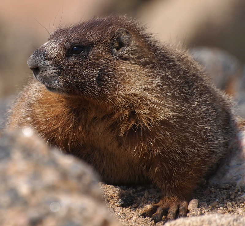 Marmot