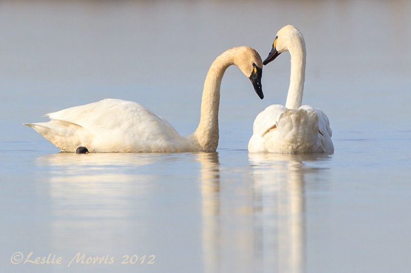 Tundra Swan Pair - ID: 13530526 © Leslie J. Morris