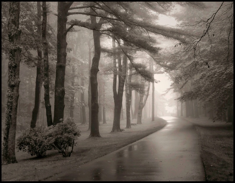 Trees in Fog