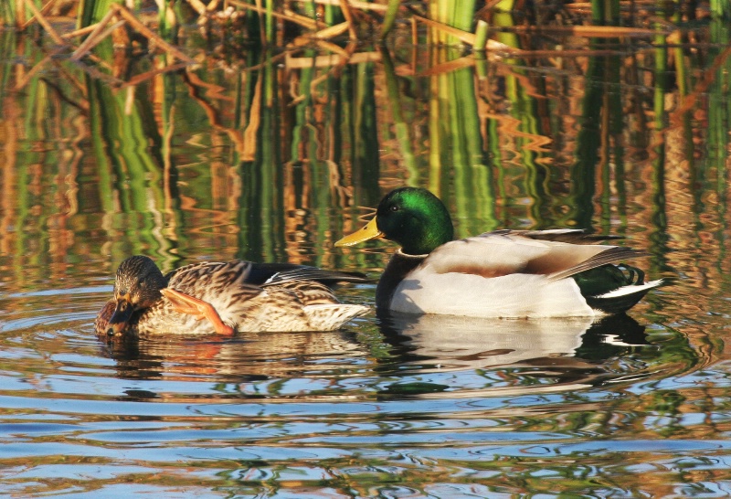 Mallards - Catalog #251