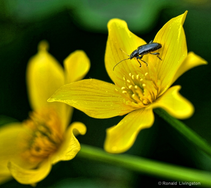 Marsh Marigold