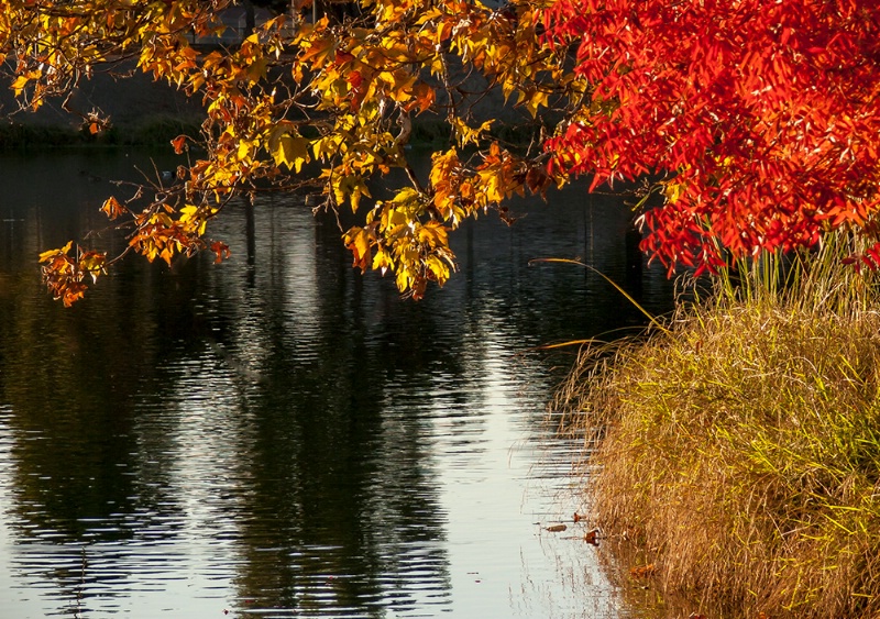 Fall colors - explore subject normal