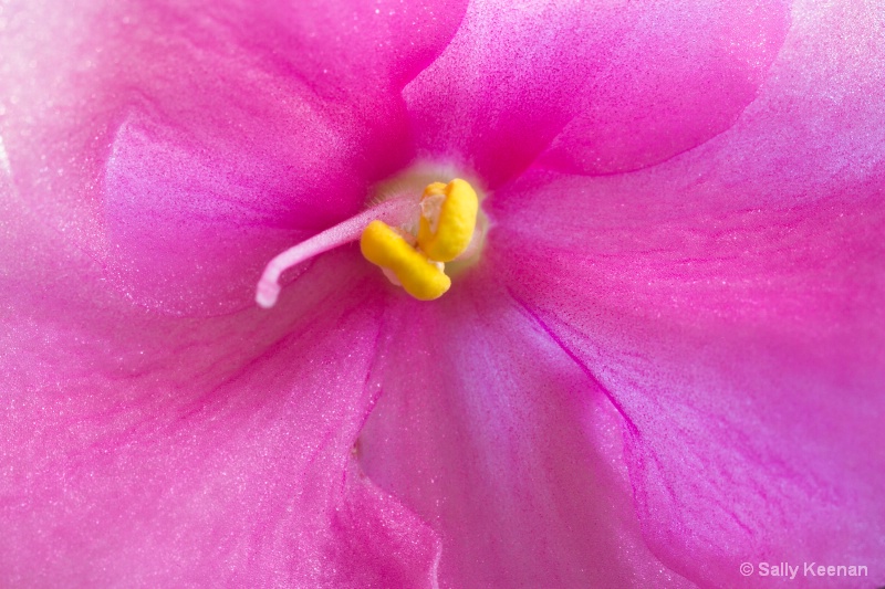 African Violet Bloom