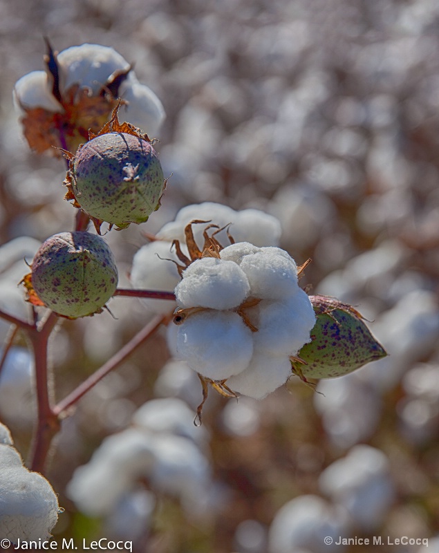 Cotton