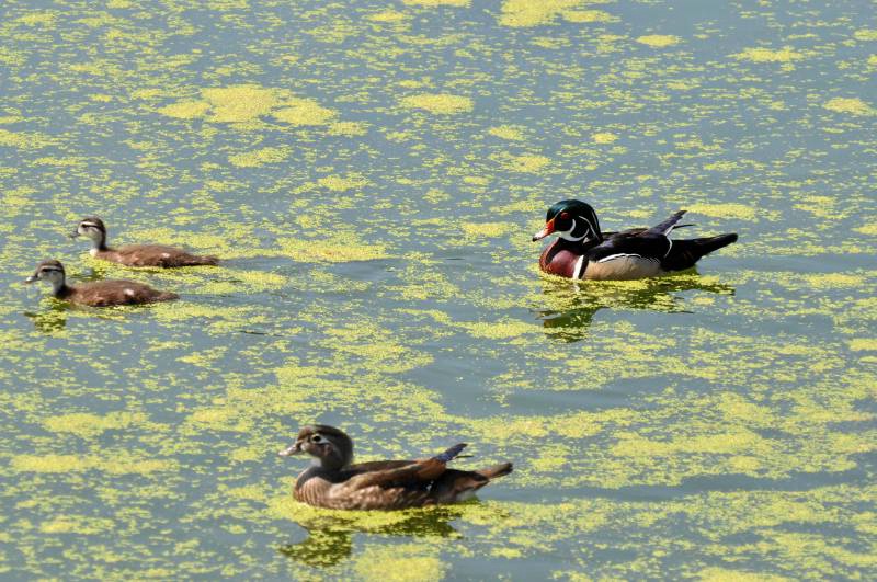 Wood Duck Family