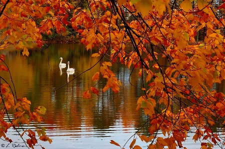 Mute Swans 