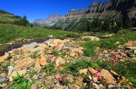 Monkey Flowers - Logan Pass