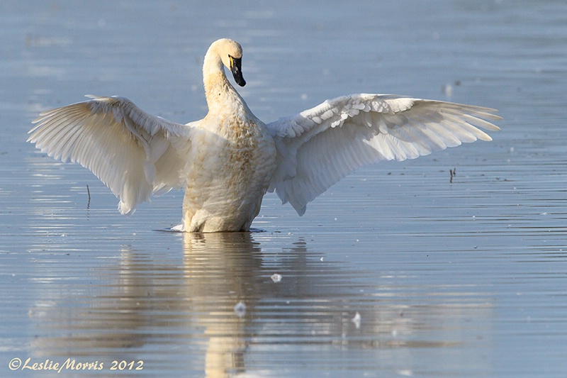 Tundra Swan - ID: 13536680 © Leslie J. Morris
