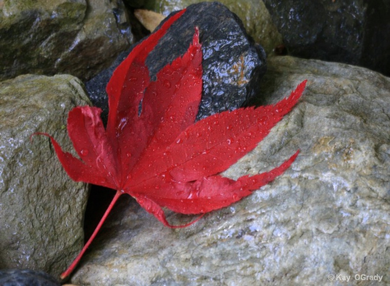 red leaf