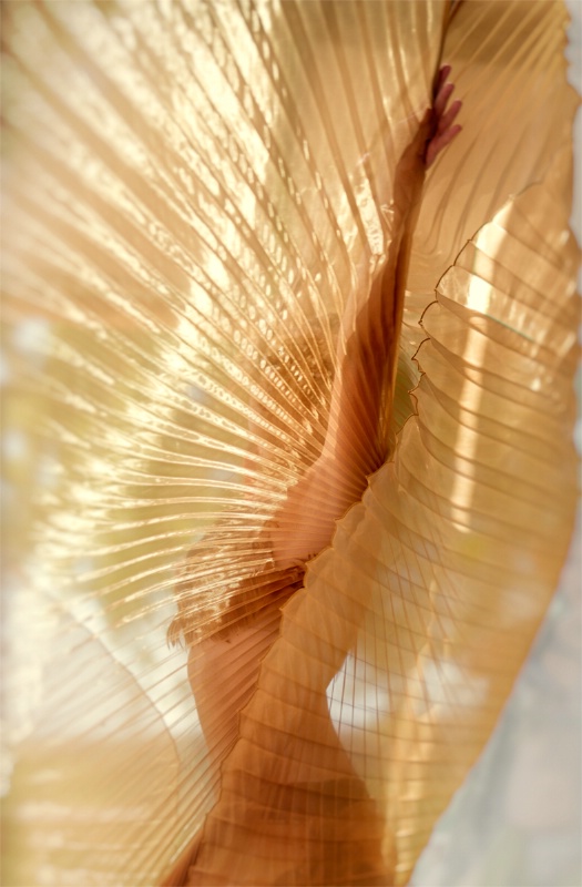 Gold Winged Dancer
