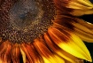 "Sunflower...