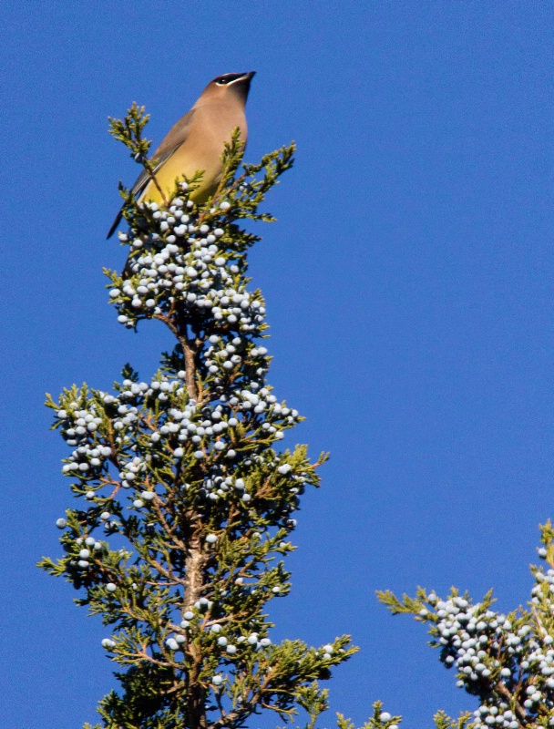 The Waxwing King