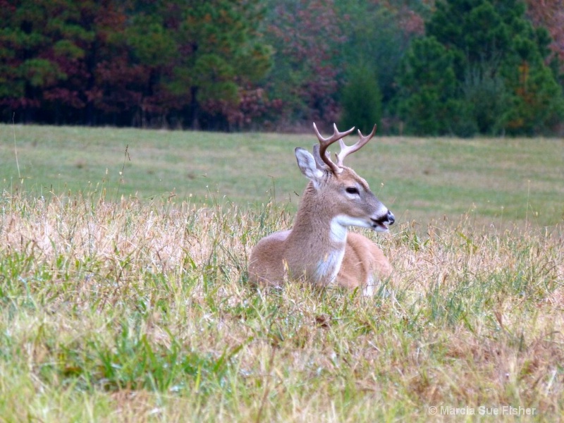 Eight Point Buck at Berry College