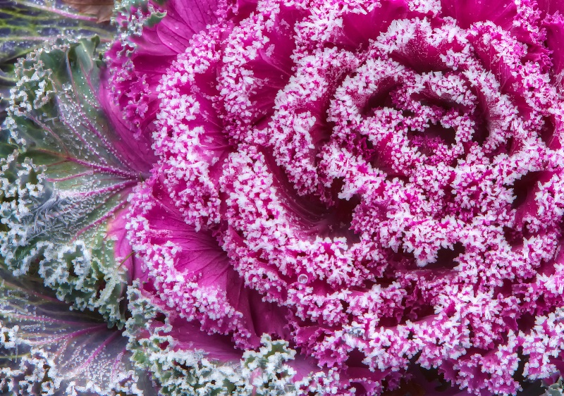 Frosty Cabbage