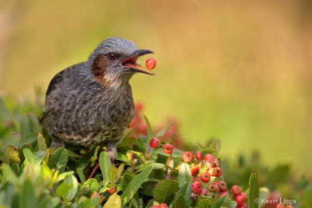 berry in mid-air