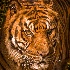 © Dawn Miller PhotoID# 13539805: tiger