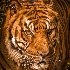 © Dawn Miller PhotoID# 13539805: tiger