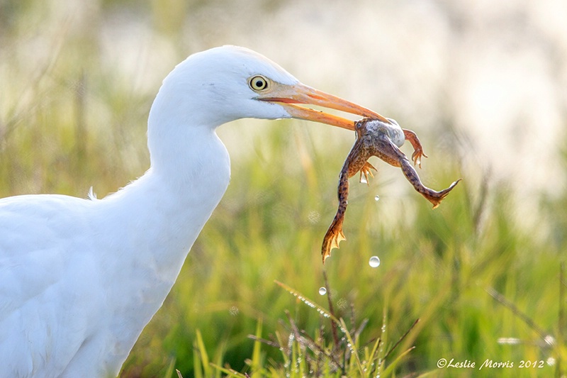 Cattle Egret Catches Frog - ID: 13539823 © Leslie J. Morris